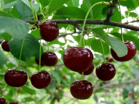 tart cherry
