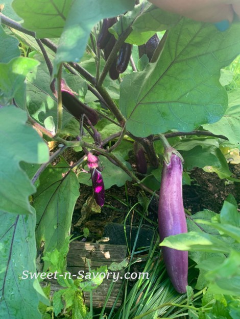 2020-eggplant-small1